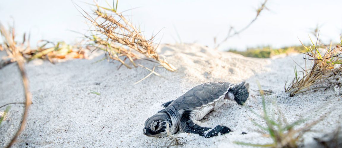 Young turtle in sand